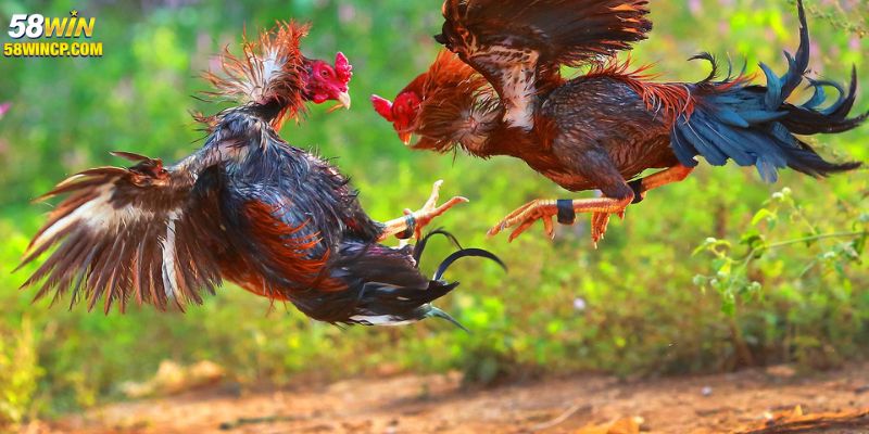 mẹo cược đá gà c1