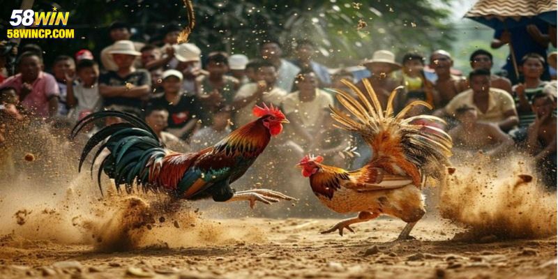 mẹo cược đá gà cựa dao